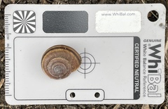 Helminthoglypta dupetithouarsi