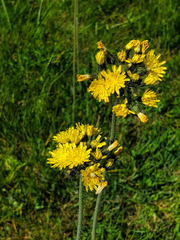 Pilosella caespitosa