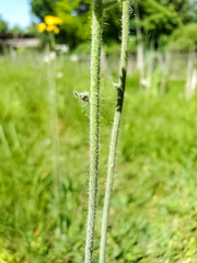 Pilosella caespitosa