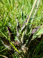 Pilosella caespitosa