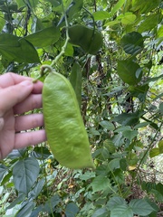 Canavalia cathartica