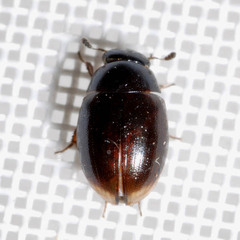 Cercyon marinus