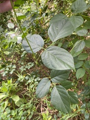 Canavalia cathartica