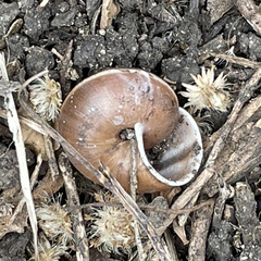 Helminthoglypta dupetithouarsi