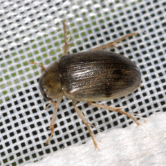 Berosus frontifoveatus