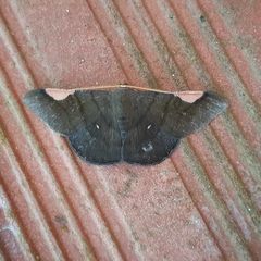 Sphacelodes vulneraria