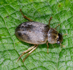 Berosus frontifoveatus