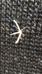 Hellinsia homodactylus