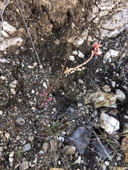 Lopezia racemosa