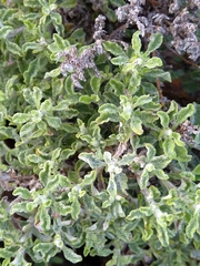 Arctotis arctotoides