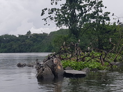 Microcarbo africanus