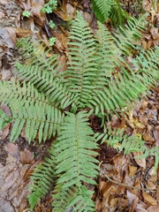 Polystichum setiferum