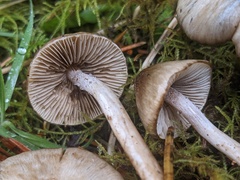 Inocybe fuscodisca