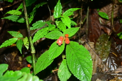 Kohleria