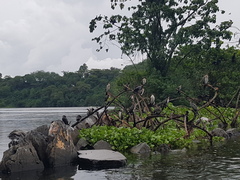 Microcarbo africanus