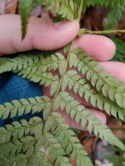 Polystichum setiferum