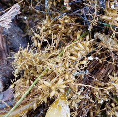 Sargassum horneri