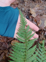 Polystichum setiferum
