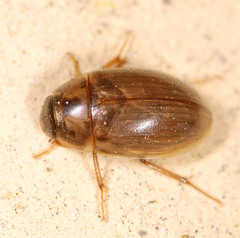 Enochrus