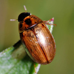 Enochrus quadripunctatus