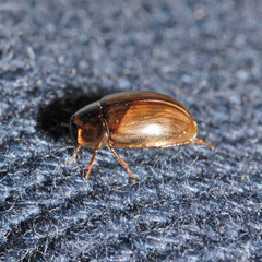 Enochrus quadripunctatus