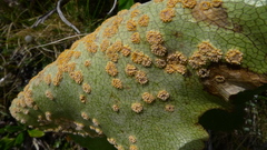 Aecidium ranunculi-lyallii