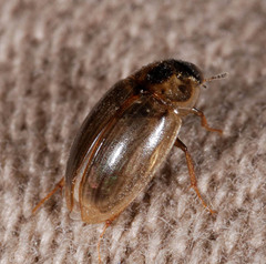 Enochrus quadripunctatus