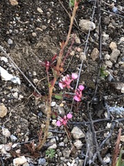 Lopezia racemosa