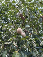 Tabernaemontana donnell-smithii