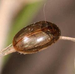 Enochrus