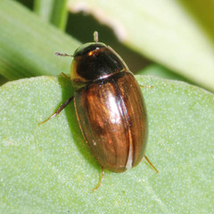 Enochrus
