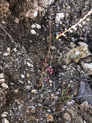 Lopezia racemosa