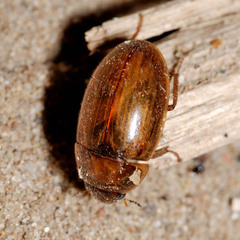 Enochrus