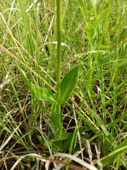 Penstemon tubaeflorus