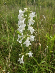 Penstemon tubaeflorus