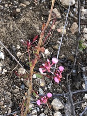 Lopezia racemosa
