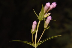 Gentianella propinqua propinqua