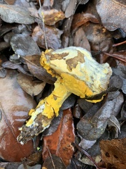 Hypomyces microspermus