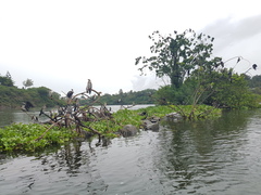 Microcarbo africanus