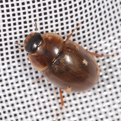 Enochrus