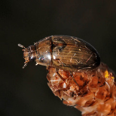 Enochrus