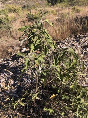 Solanum lanceolatum