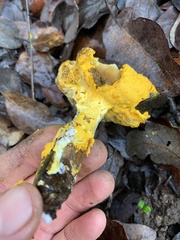 Hypomyces microspermus