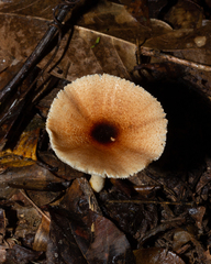 Lepiota