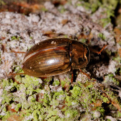Enochrus