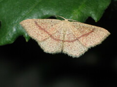 Cyclophora quercimontaria