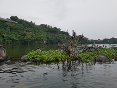 Microcarbo africanus