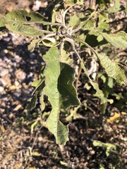 Solanum lanceolatum