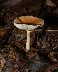 Lepiota