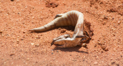 Tiliqua multifasciata